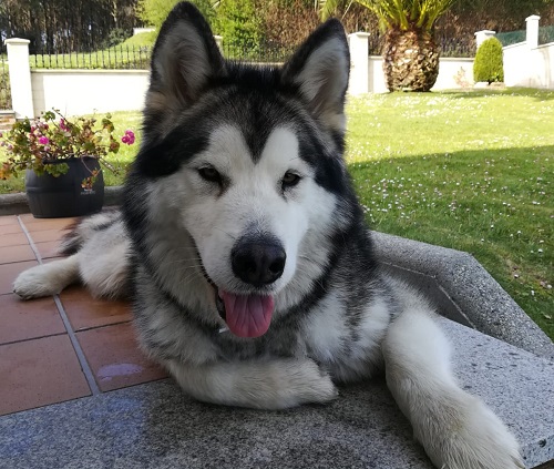 Neo ha sido adoptado en Asturias con una familia fantástica.